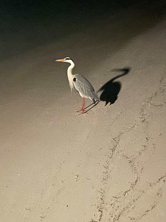 Strand Kuredu Island Resort & Spa