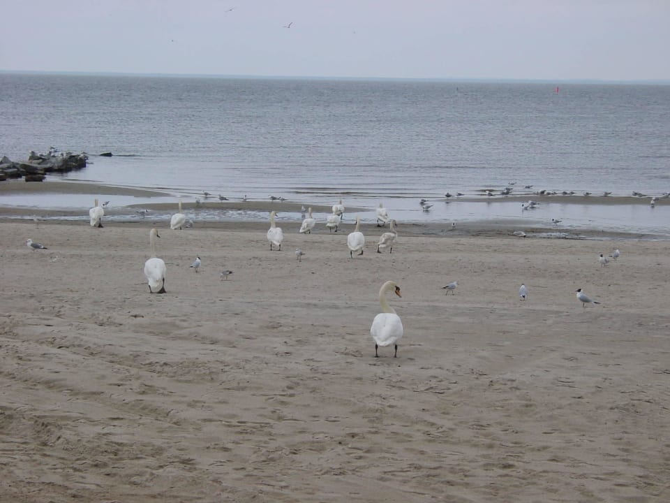 Stets hungrig! Lagunenstadt am Haff