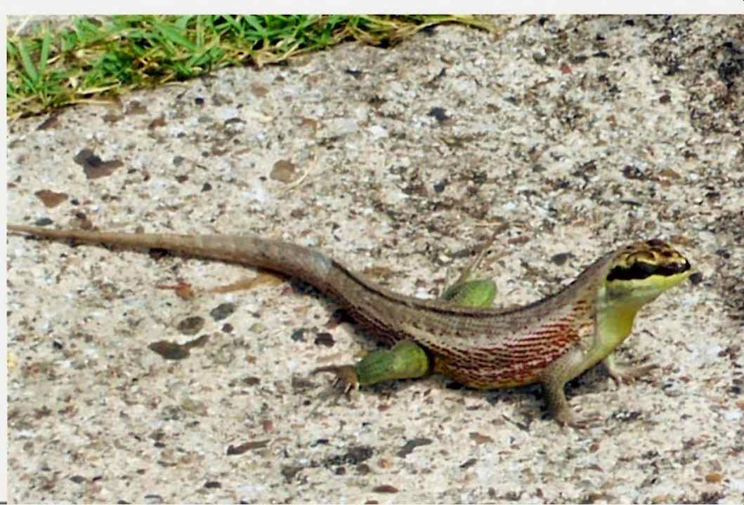 Mieszkaniec ogrodu Grand Palladium Select Bávaro Resort & Spa