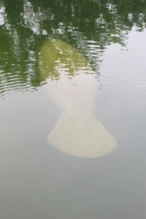 Besuch vom Manatee Hampton Inn Key Largo