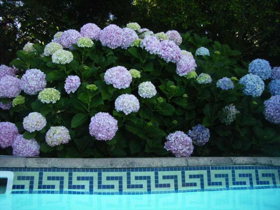 Hortensias at the pool Hortensia Lodge