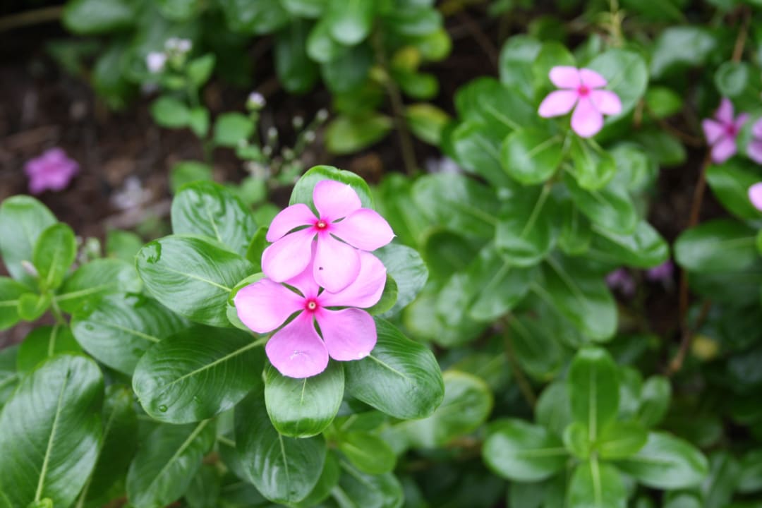Die Flora von Kuramathi Kuramathi Maldives