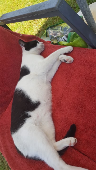 Hotelkatze Pinky (von uns so getauft) Amphora Hotel & Suites