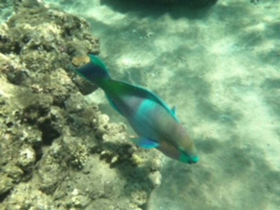 Strand Ghazala Gardens