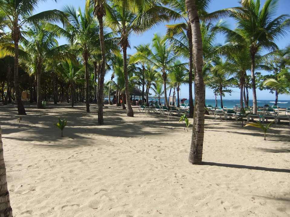 Super Strand! Tausende schattenspendende Palmen Playabachata Hotel