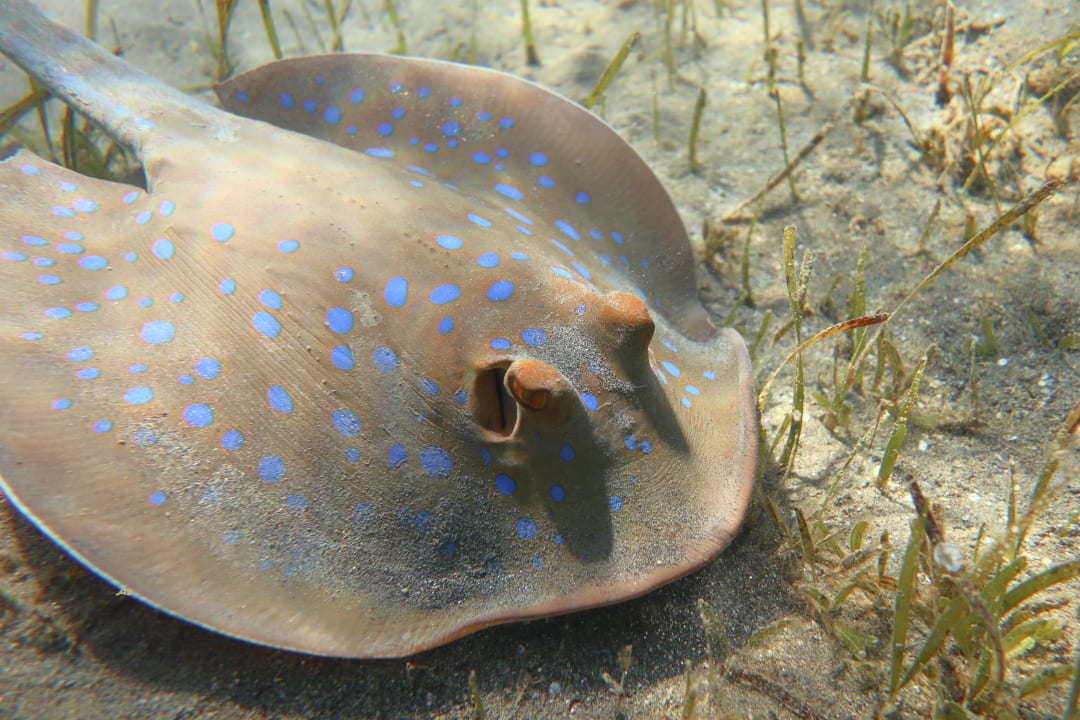 Strand Shams Alam Beach Resort