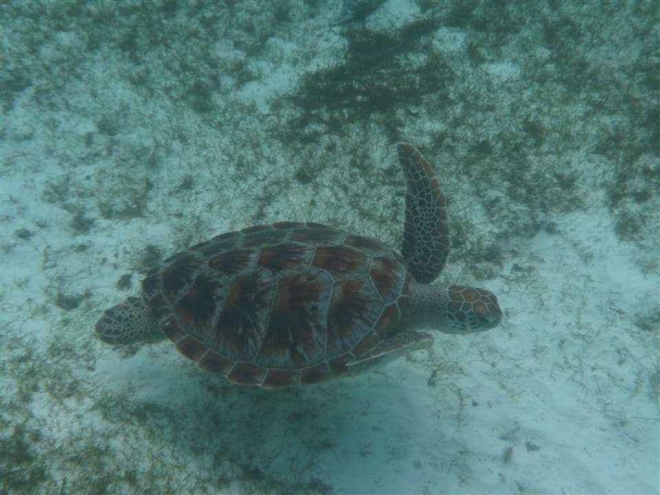 Schildkröte Kuredu Island Resort & Spa