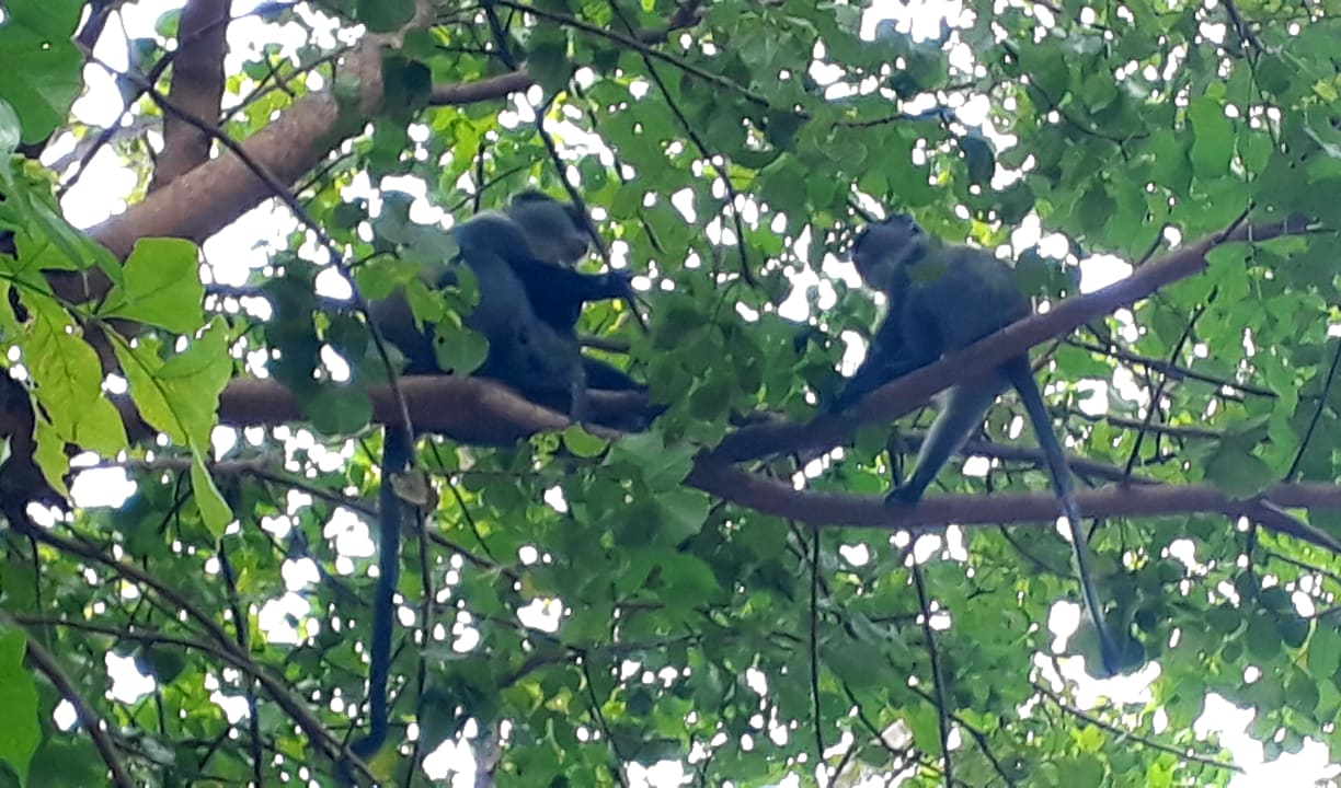 Gartenanlage Spice Island Hotel & Resort