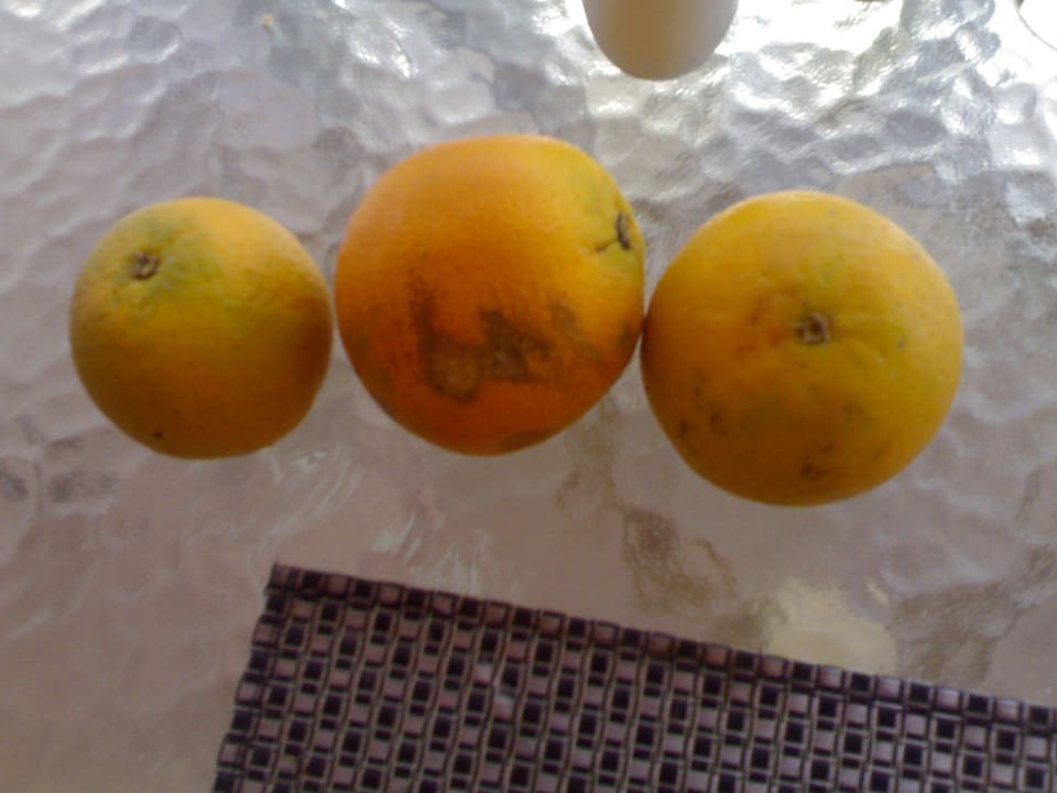 Trockene Apfelsinen Malikia Resort Abu Dabbab