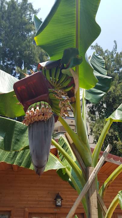 Gartenanlage Şevki Bey Hotel