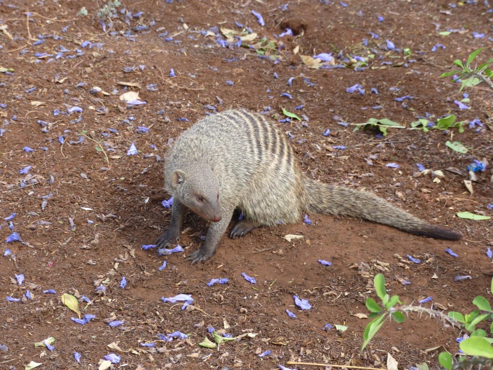 Keiner Besucher Hotel Amboseli Sopa Lodge