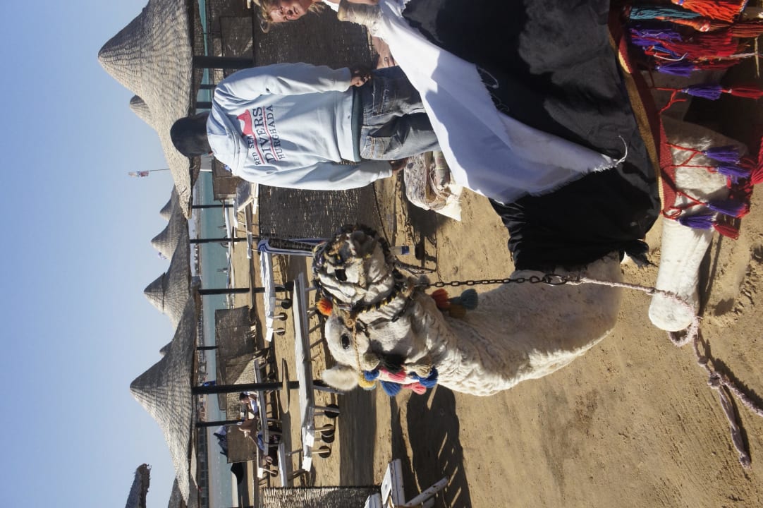 Wielbłąd hotelowy Oskar Riviera Aqua Park Resort