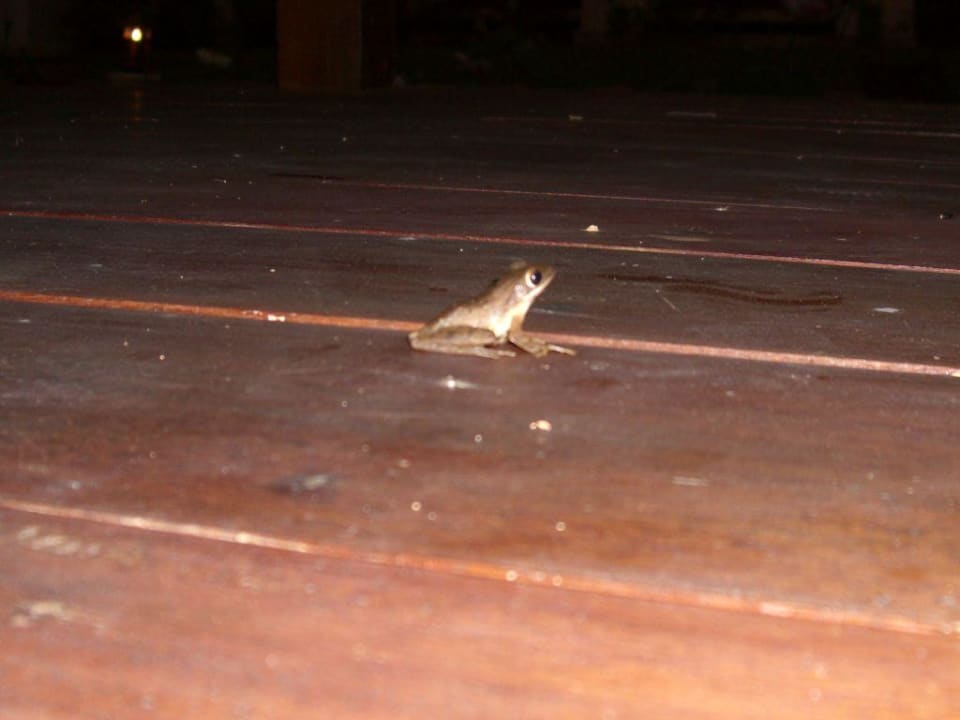 Hotel Khao Lak Bhandari Resort Khaolak Bhandari Resort & Spa