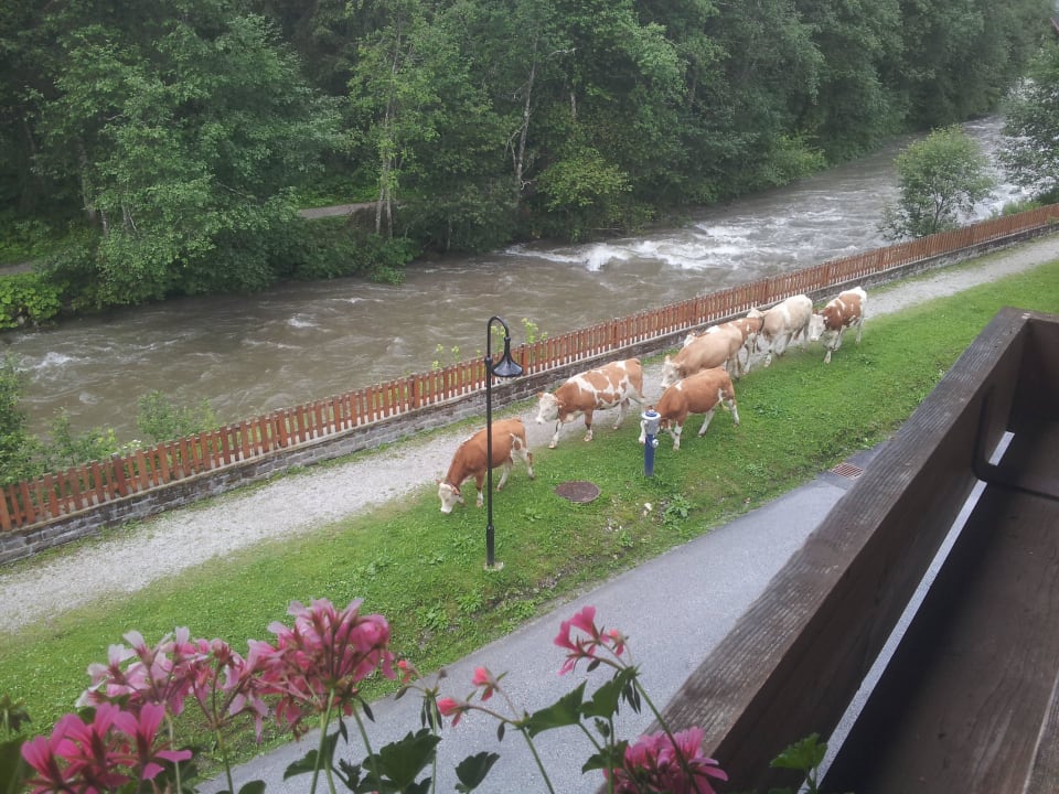 Kühe sind immer angenehm Gast ... Hotel Waldhof