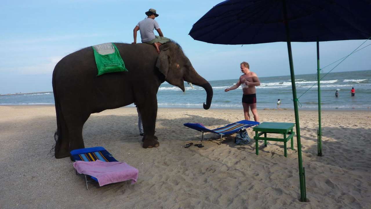 Elefanten füttern am Strand Urs-Treff Guesthouse