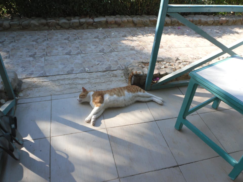 Lissy war uns täglich besuchen. Giftun Azur Resort