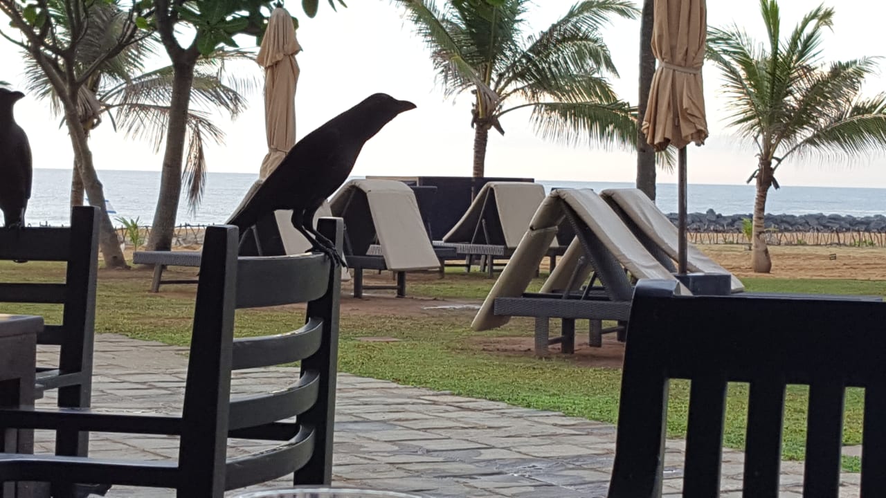Pool Club Hotel Dolphin