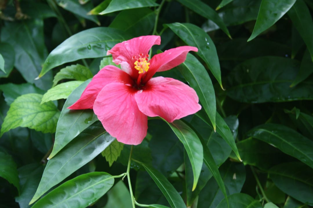 Die Flora von Kuramathi Kuramathi Maldives