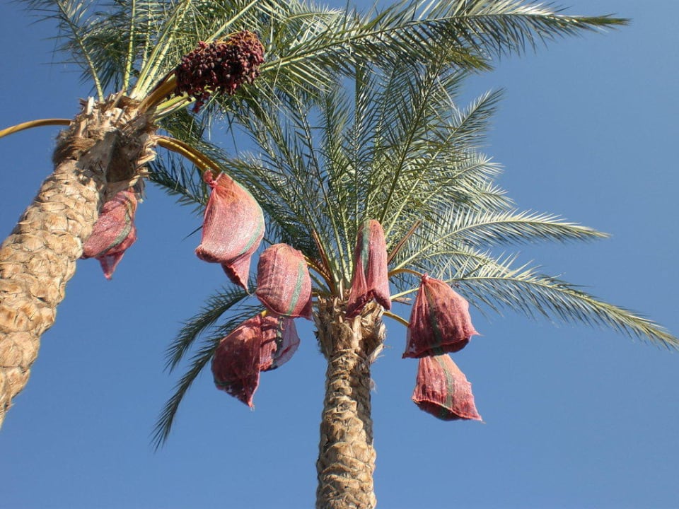 Palme The Grand Hotel Sharm El Sheikh