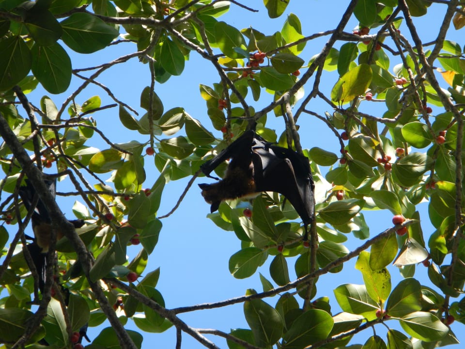 Flughunde Kuredu Island Resort & Spa
