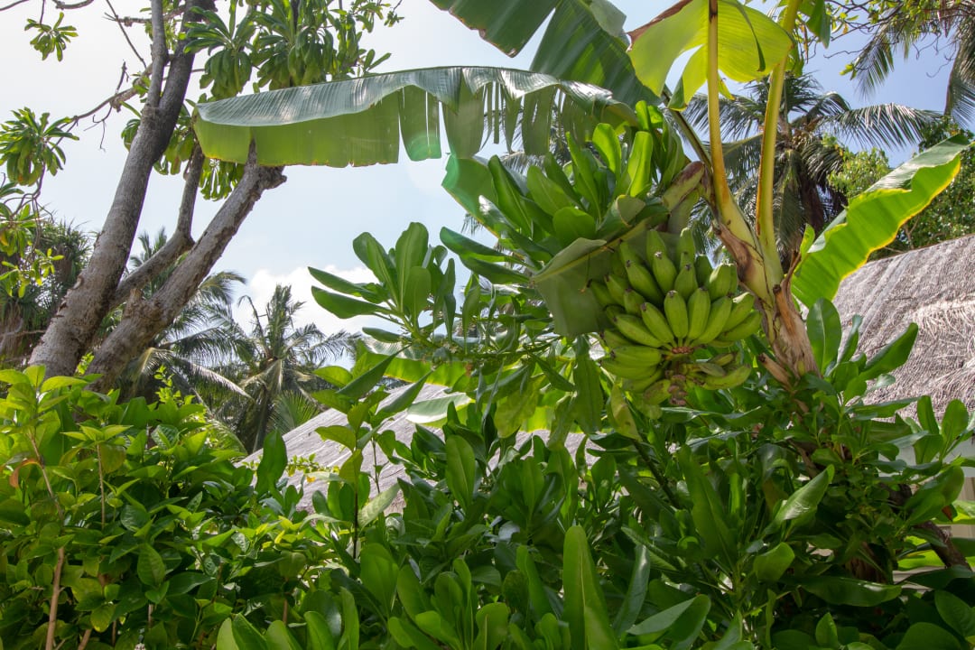 Gartenanlage Kandima Maldives