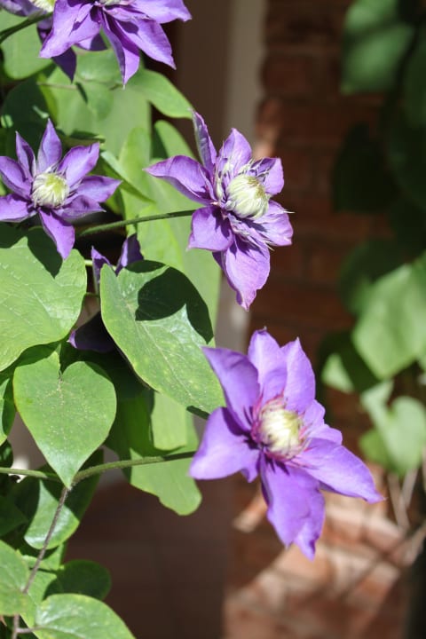 Blumen Oasis Resort & Spa