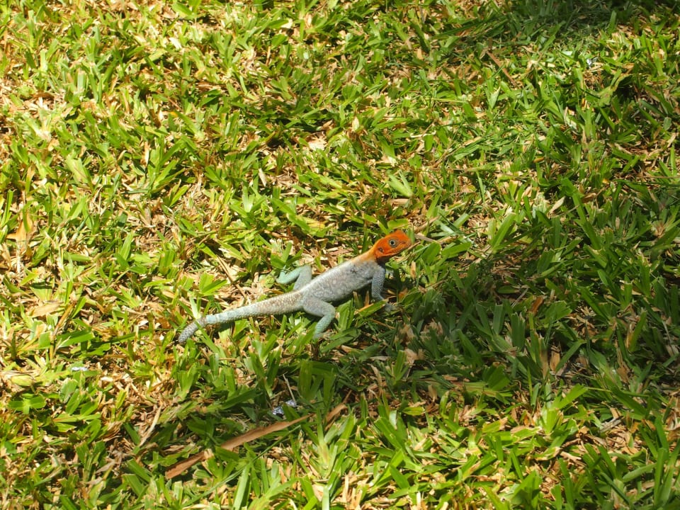 Gartenbewohner Hotel Southern Palms Beach Resort