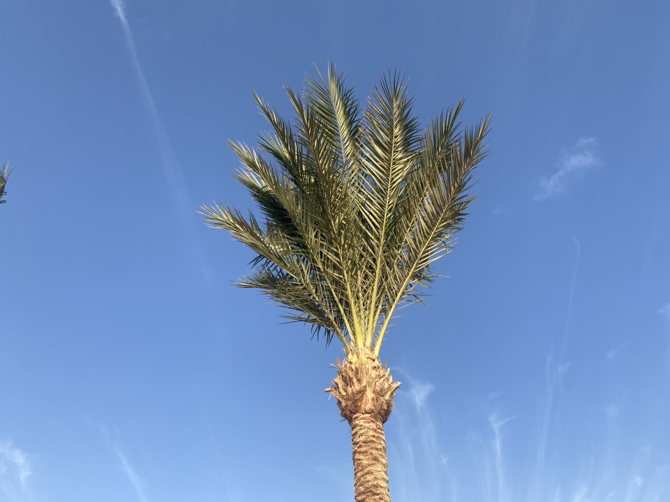 Gartenanlage Steigenberger ALDAU Beach Hotel