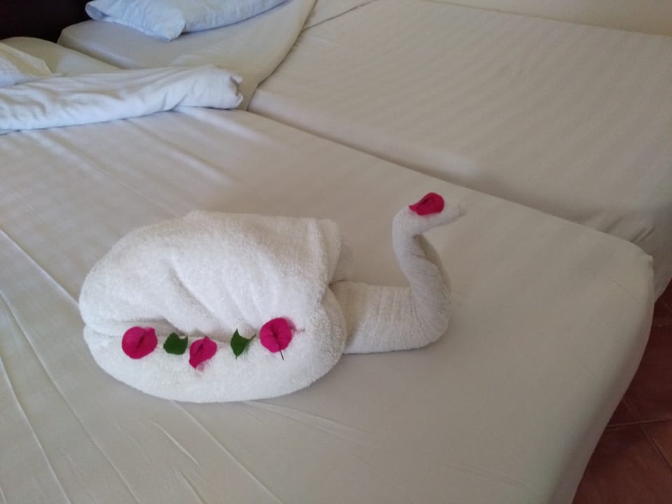 Schildkröten im Wasser und auf dem Bett Three Corners Sea Beach Resort