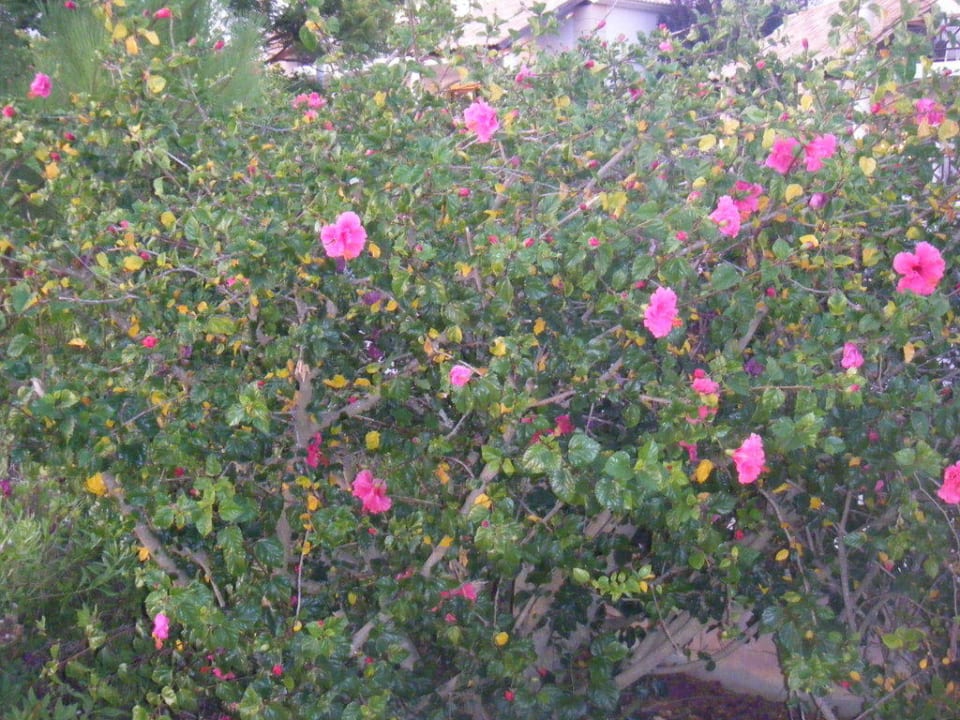 Hibiscen Hotel Luzmar Villas