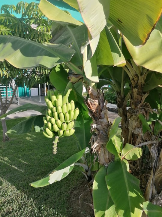 Gartenanlage TRH Taoro Garden