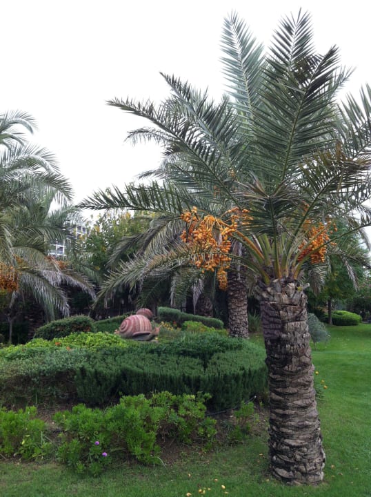 Super Gartenanlage Royal Wings Hotel