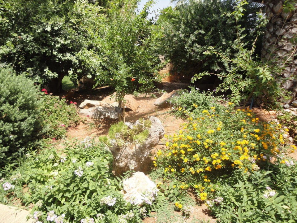 Ogród allsun Hotel Malia Beach