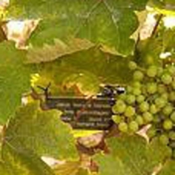 Wir freuen uns auf Ihren Besuch Best Western Wein- & Parkhotel Nierstein