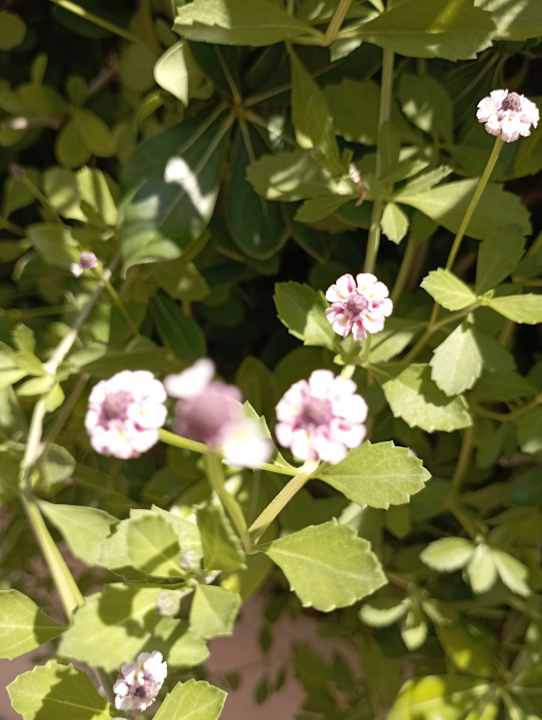 Außenansicht Side Breeze Hotel