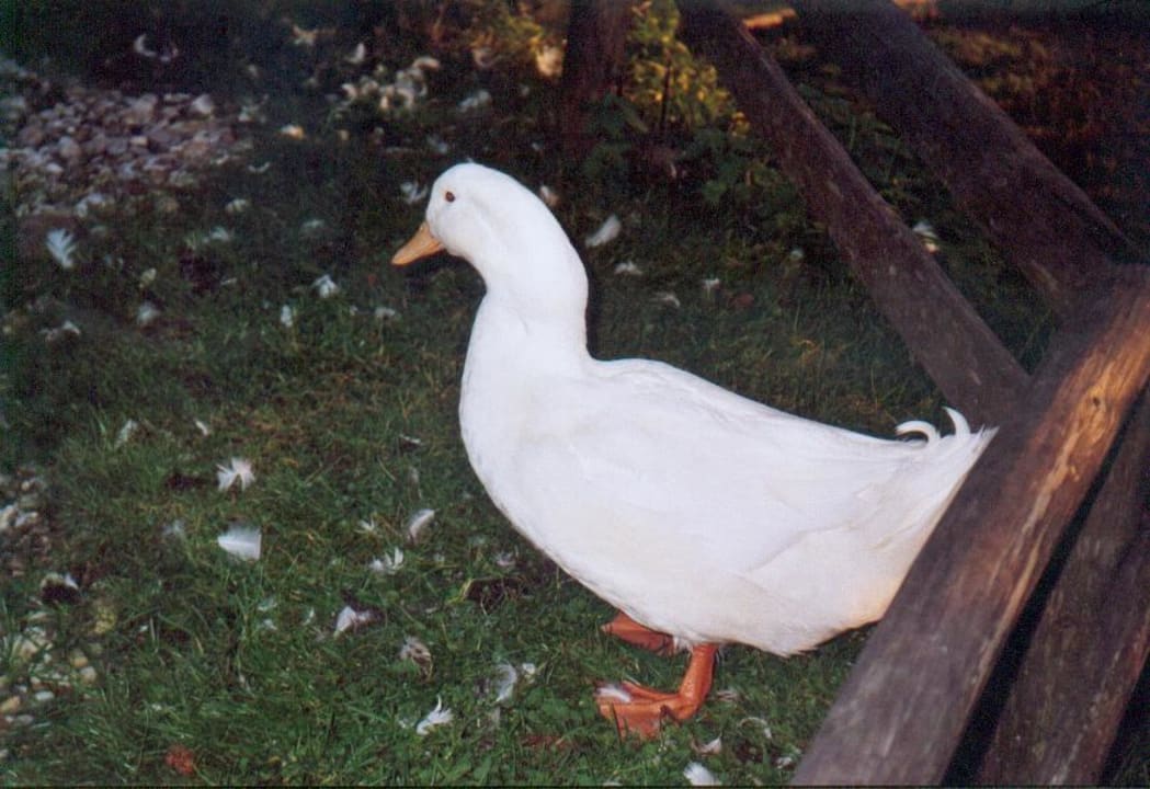 Gans im Streichelzoo Alpina Alpendorf