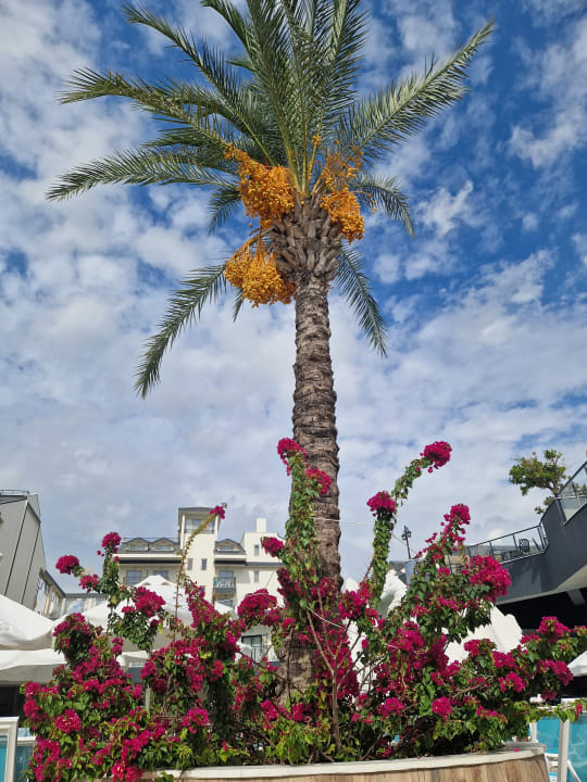 Gartenanlage Dream World Palace Hotel