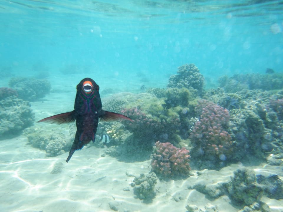 Strand Grand Waterworld Makadi & Family Star Makadi