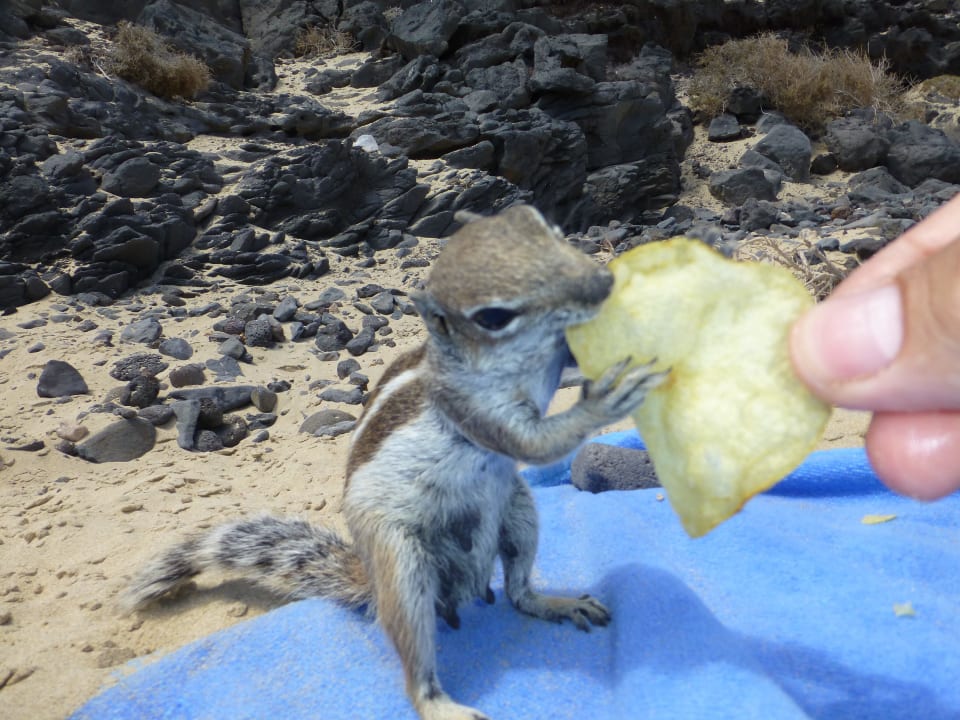 Atlashörnchen SBH Club Paraiso Playa