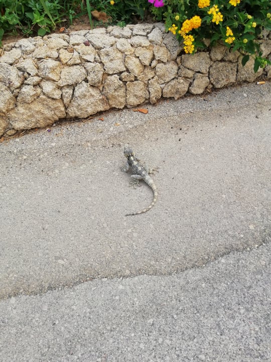 Gastro Hotel Kalithea Horizon Royal