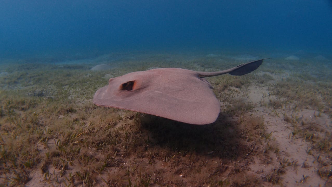 Sport & Freizeit Shams Alam Beach Resort