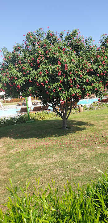 Gartenanlage Sentido Akassia Beach
