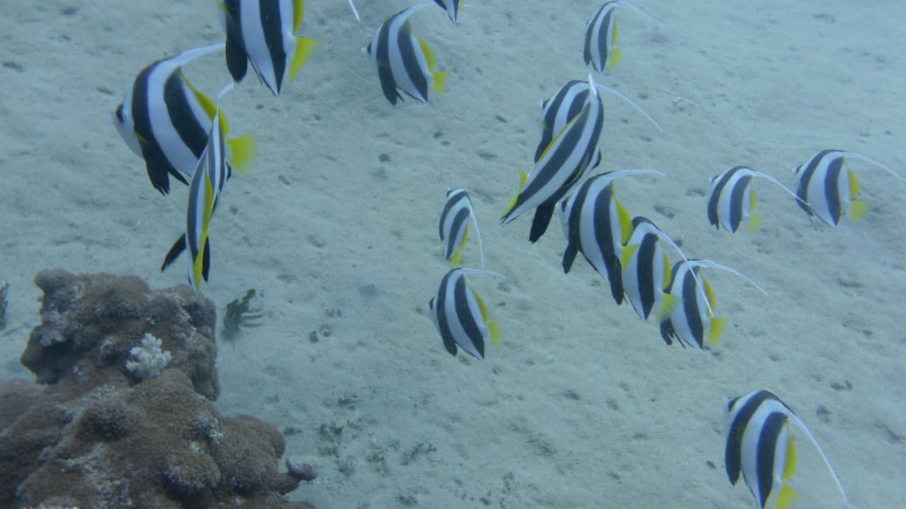 Sport & Freizeit Mövenpick Resort El Quseir