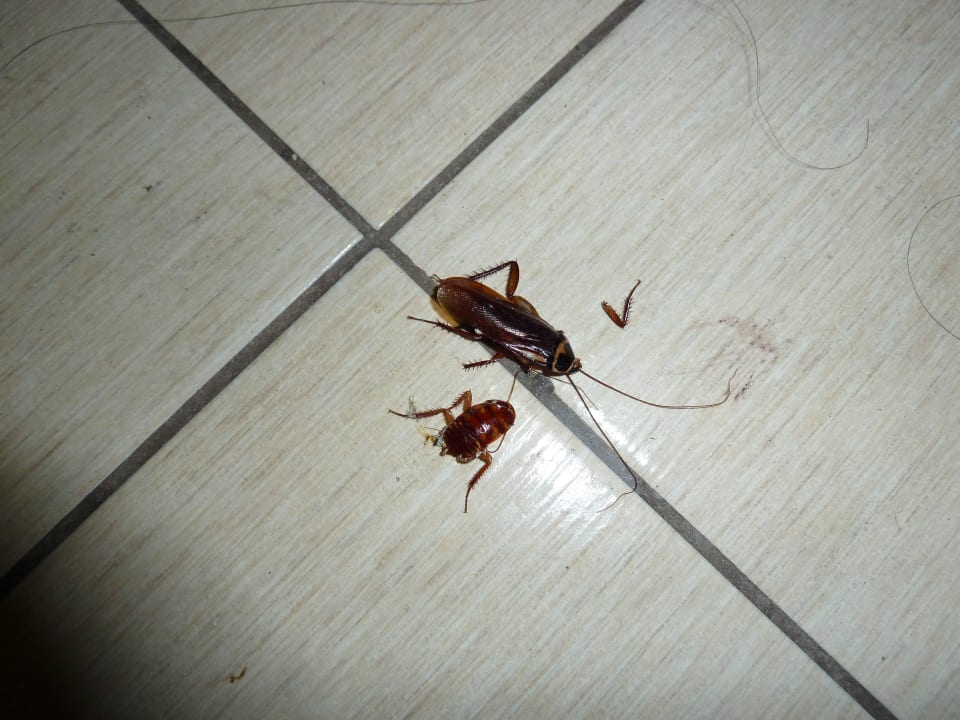 Kakerlakenplage im Appartement Apartments Las Tres Palmeras