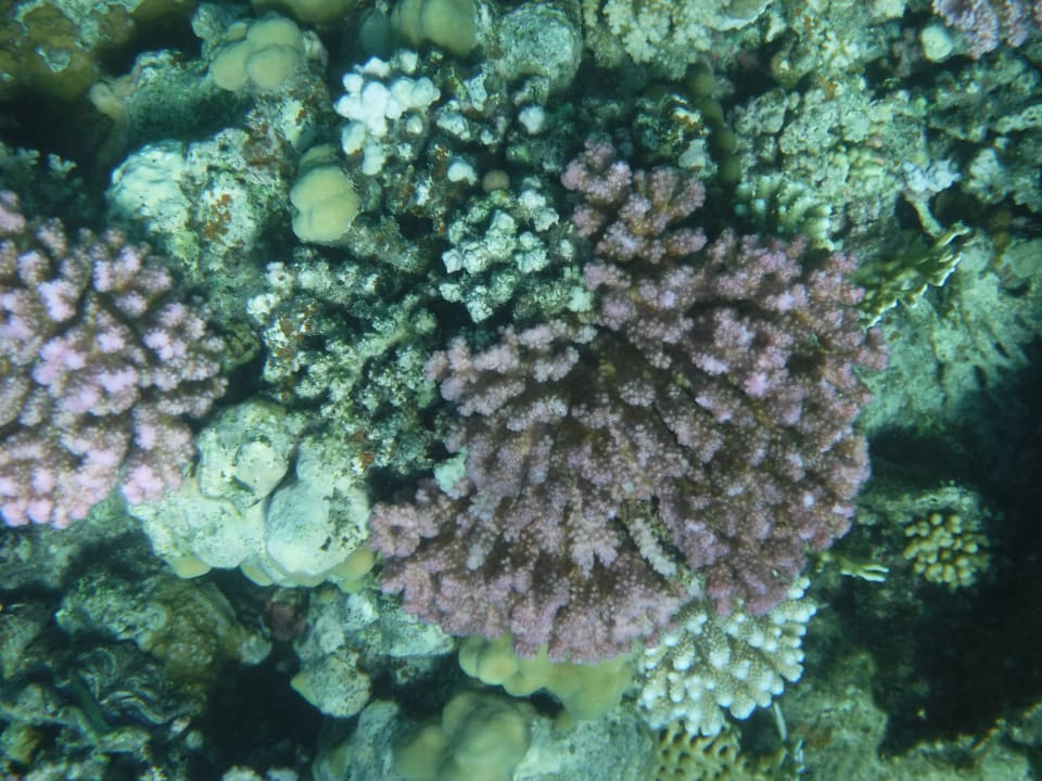 Sport & Freizeit Three Corners Sea Beach Resort