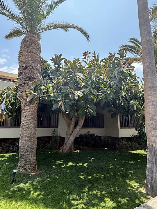 Gartenanlage allsun Hotel Malia Beach