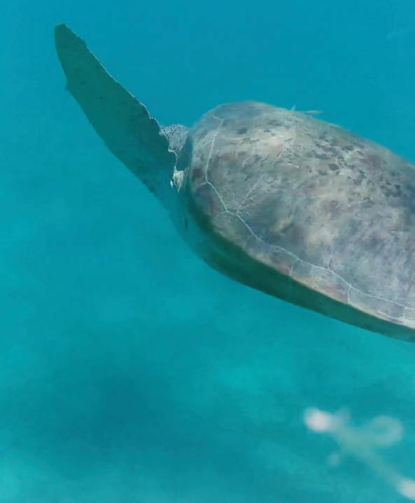 Sport & Freizeit Three Corners Sea Beach Resort