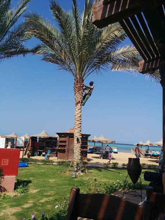 Zbiór daktyli Swisstouch Oriental Resort Marsa Alam