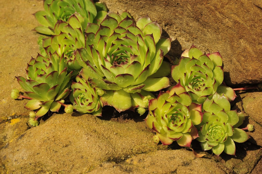 Gartenanlage Ventena Vecchia antico frantoio