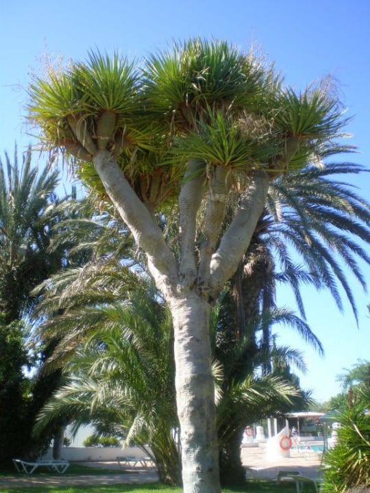 Drago Bungalows Cordial Sandy Golf